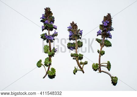 Young Fresh Branches Of The Plant Ivy Shaped Glechoma, Hederacea Glechoma With Purple Flowers On A W