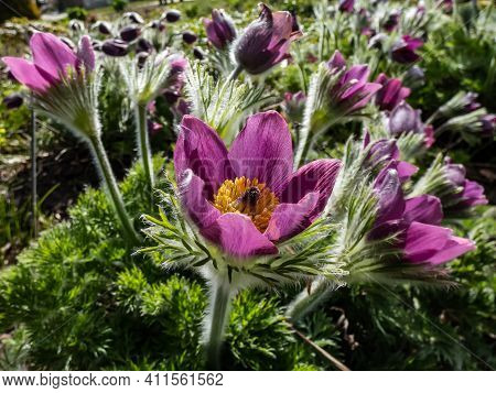 Single Milky And Violet Flower Pale Dog-violet (viola Lactea) Surrounded With Green Leaves