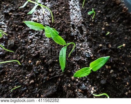 Macro Shot Of Home-grown Small Pepper Plant Seedlings In Pot On A Windowsill In Bright Sunlight. Ind