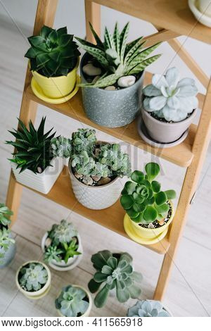 Many Indoor Plants In White, Gray And Yellow Pots Stand On A Wooden Shelf. Vertical Image.