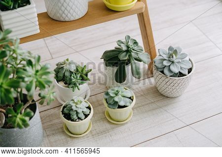 Several Indoor Plants In White, Gray And Yellow Pots Stand On The Wooden Floor. Beautiful Succulents