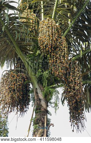 Arenga Pinnata Is An Economically Important Feather Palm Native To Tropical Asia, From Eastern India
