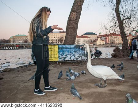 Prague, Czech, March 21, 2019: The Girl Looking At The Swans That Came Out Of The River, On The Back
