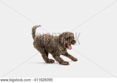 Beautiful Big Lagotto Romagnolo Dog Posing Isolated Over White Background.