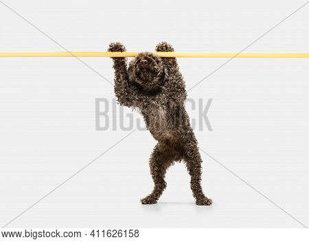 Funny Cute Big Lagotto Romagnolo Dog Posing Isolated Over White Background.