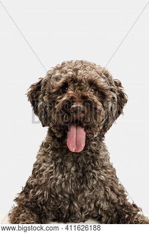 Close-up Happy Lagotto Romagnolo Dog Posing Isolated On White Background.