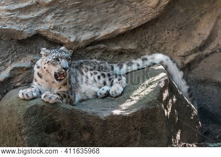 Beautiful Cat Snow Leopard - Irbis, Uncia Uncia, Endangered Species In World