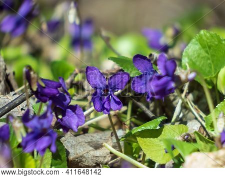 Early Spring Harbingers - Dark Purple Flowers Sweet Violet Or Wood Violet (viola Odorata) On The Edg