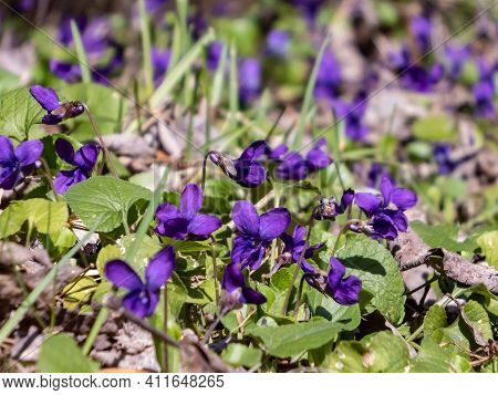 Early Spring Dark Purple Flowers Sweet Violet Or Wood Violet On The Edge Of The Forest In Clearing B