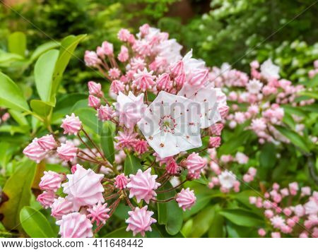 Closeup Shot Of White And Pink Evergreen Shrub Mountain Laurel (calico-bush Or Spoonwood) Flowers