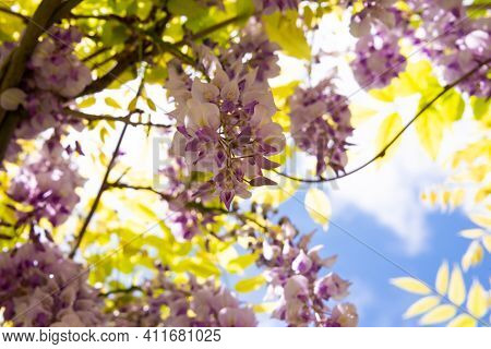 Wisteria Or Glicinia Flowers, Springtime Beautiful Bloom