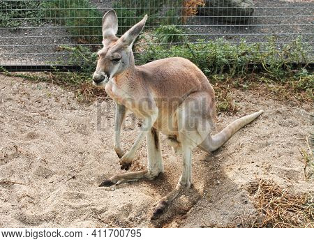 Gray Adult Kangaroo Is Reasting At Zoo