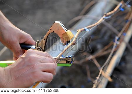 Garter Vine With A Special Stapler Tapener Max . Spring Work In The Vineyard. Viticulture.
