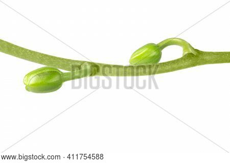 Close-up Of An Orchid Stem With Buds Isolated On White