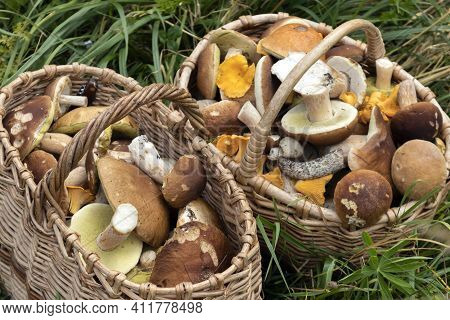 Porcini Mushrooms In A Basket On A Green Grass