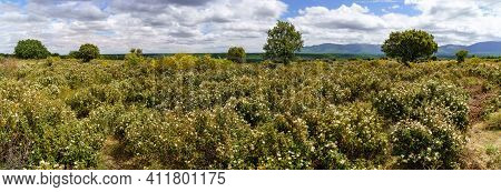 Landscape Of White, Yellow, Blue Flowers, With Green Trees, Mountains And Blue Sky With Clouds. Spri