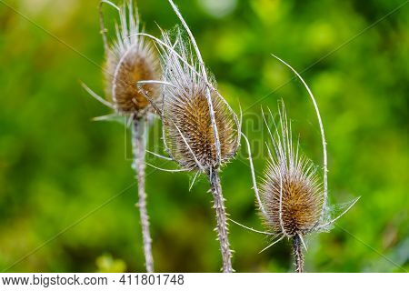 Wild Plant Thistle In The Field, Blur.