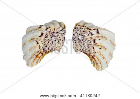 Shell