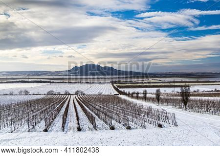 Winter vineyards under Palava near Sonberk, South Moravia, Czech Republic