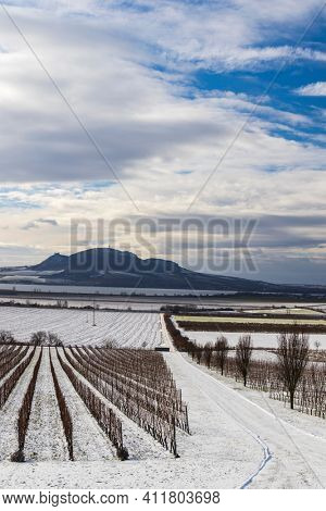 Winter vineyards under Palava near Sonberk, South Moravia, Czech Republic
