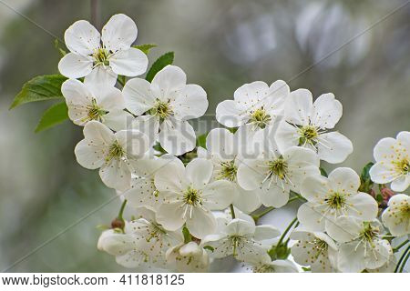 Beautiful Branch Of White Cherry Blossom Flowers  With Green Leaves On Blurred Gray  - Green Floral 