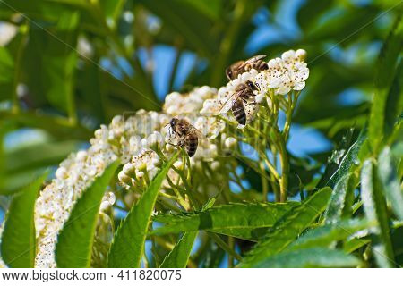 Three  Beautiful Bees Is On The  Blooming White Rowan Flowers On Blurred Floral Background Closeup
