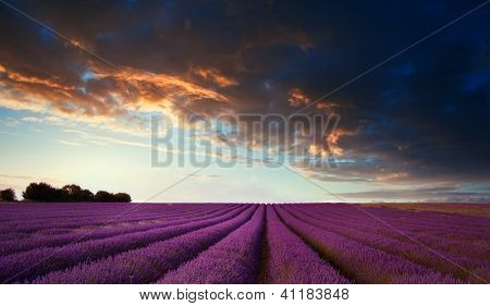 atemberaubende Lavendel Feld Landschaft bei Sonnenuntergang im Sommer
