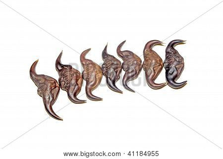 Caltrop