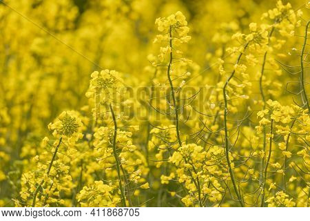 Yellow Rapeseed Flowers In A Large Cultivated Field Near Ejea De Los Caballeros, In Aragon, Spain. E
