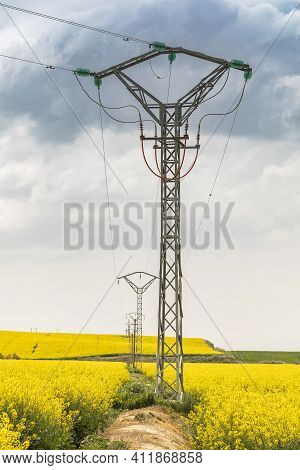 Yellow Rapeseed Flowers In An Extensive Field Of Cultivation, Agro-food Industry, Near Ejea De Los C