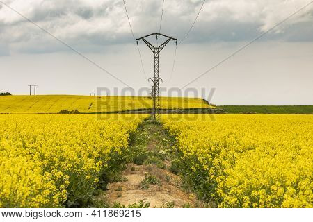 Yellow Rapeseed Flowers In An Extensive Field Of Cultivation, Agro-food Industry, Near Ejea De Los C