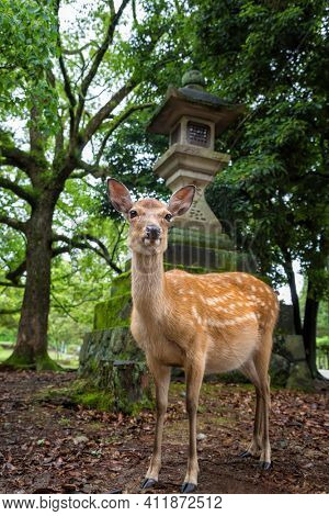 Sika deer, Cervus nippon, in the woodlands of Nara, Japan. Nara is the ancient capital of Japan, and the deer are sacred and allowed to roam free around the city. 