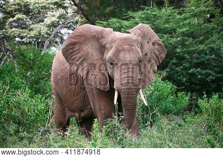 African Bush Elephant (loxodonta Africana) In A Green Wood