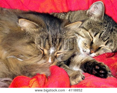 zwei Katzen schlafen