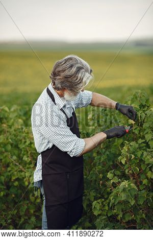 Senior In A Black Apron Use A Averruncator