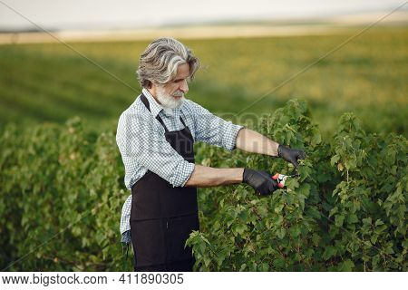 Senior In A Black Apron Use A Averruncator