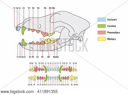 Construction Of A Dog Tooth Dental Formula