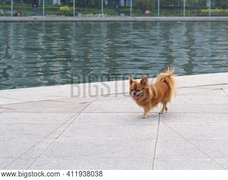 The Pomeranian Is A Breed Of Dog. Classed As A Toy Dog Breed Because Of Its Small Size And Adorable.