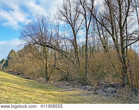 Mixed Forests And Coastal Trees Along The Reuss River And Flach Lake Or Flachsee In The Natural Prot