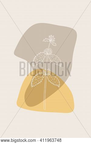 Abstract Posters With Bitter Herbs White Horehound. Abstract Geometric Elements And Flowers, Leaves 
