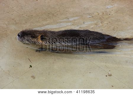 Rata almizclera