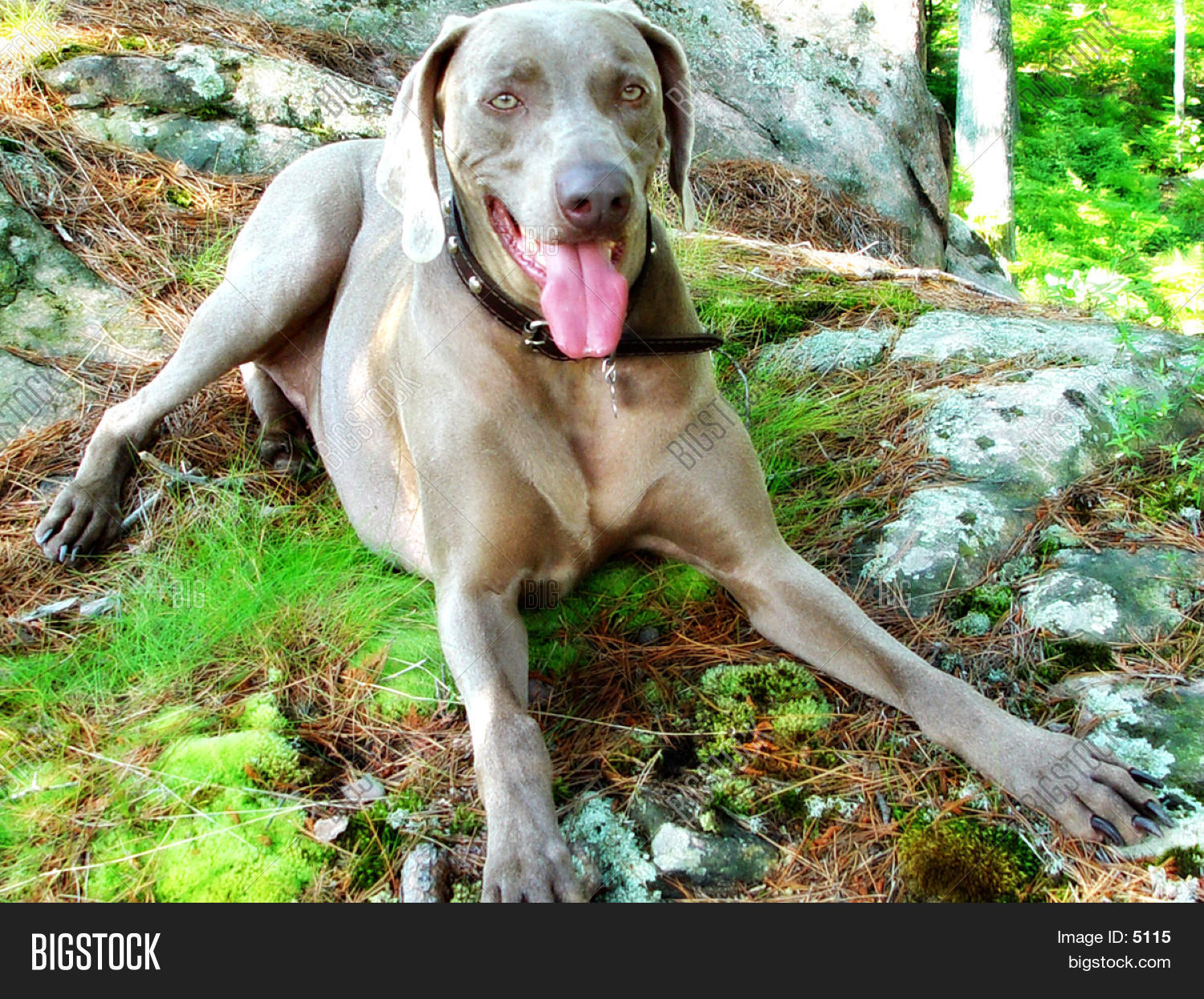 Image Preview