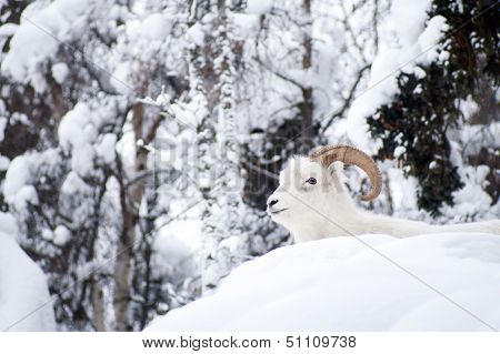 Alaska Native Animal Wildlife Dall Sheep Resting Laying Fresh Snow