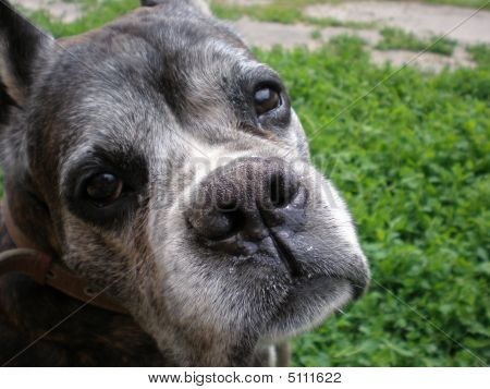 Vriendelijke hond