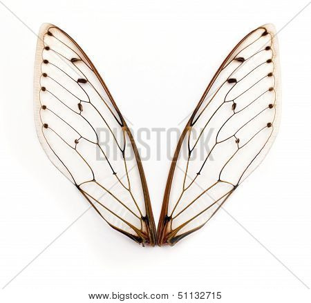 Cicada Wings.