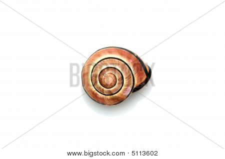 Caracol