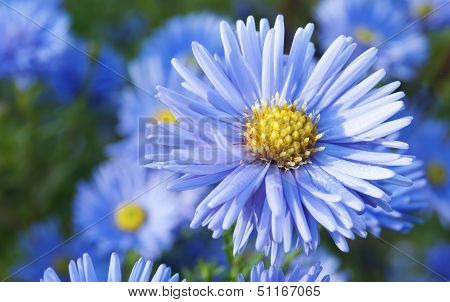 Chrysanthemum Flower