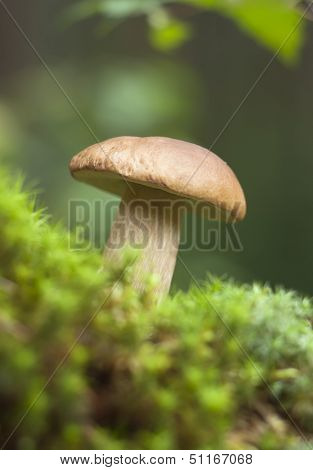 White Fungus, Mushroom