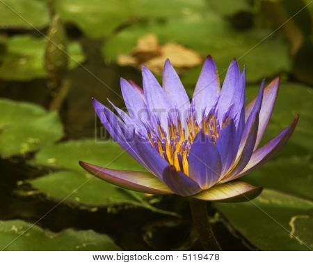 蓮の花