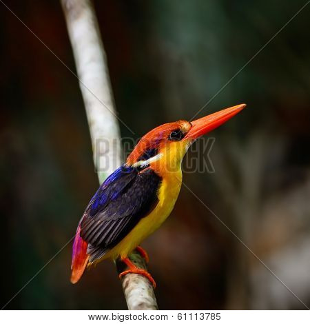 Black-backed Kingfisher